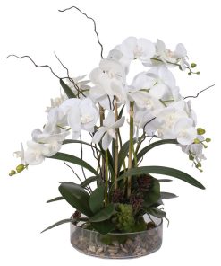 White Phalaenopsis Orchid with Succulents, Natural Rocks in a Glass Pot