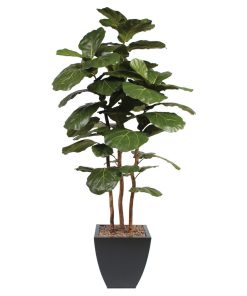 7' Brazilian Fiddle Leaf Tree With Real Wood Trunks in Metal Planter, Black
